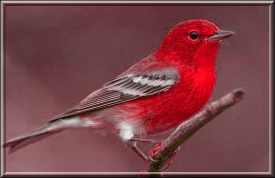 Le secret de la couleur rouge chez les oiseaux percé