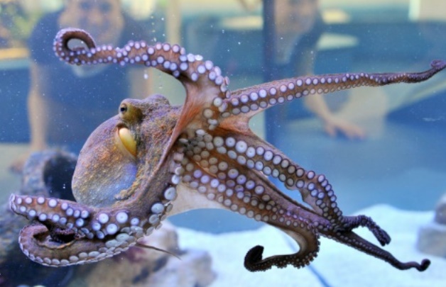 Explosion du nombre de céphalopodes dans les océans