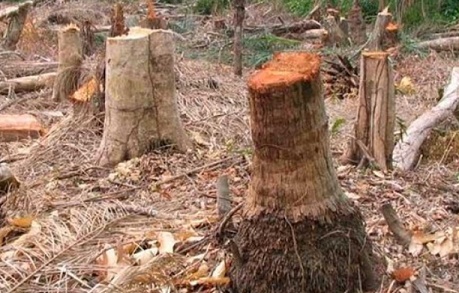 La Casamance menacée de déforestation d'ici deux ans