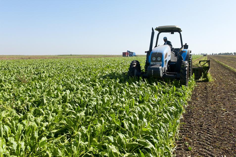 La Sucrerie des  Doukkala, un pôle  agro-industriel  de la région