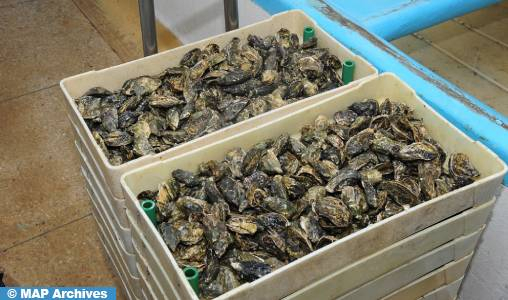 Levée de l’interdiction sur le ramassage et la commercialisation des produits conchylicoles à Sidi Boulfdail et Tamri-Cap Ghir
