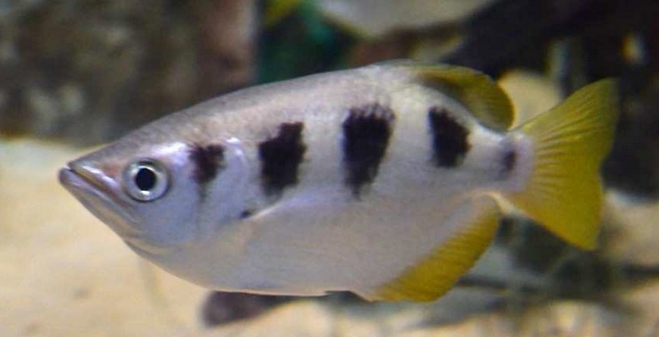 Insolite : Un poisson qui a l'œil