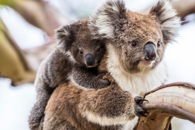 Le koala australien vit des heures bien sombres