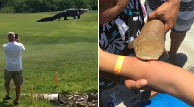 Insolite :  "Florida Man"