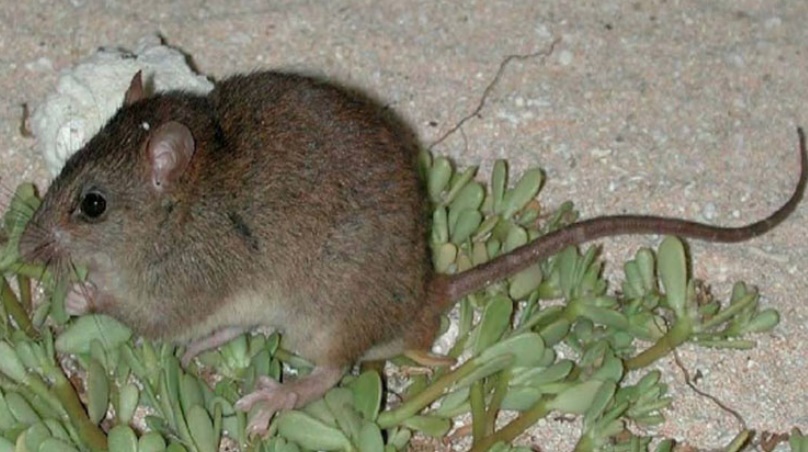 Un rongeur australien probablement le premier mammifère disparu à cause du réchauffement