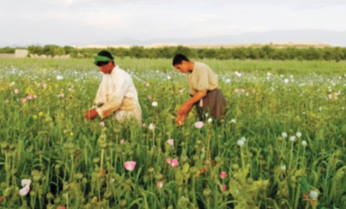 Dans le Sud afghan, joie et jeux pour fêter une récolte de pavot exceptionnelle