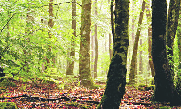 La FAO appelle à combler le fossé entre la foresterie et l'agriculture La FAO appelle à combler le fossé entre la foresterie et l'agriculture