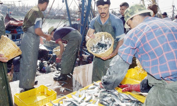 Hausse des débarquements de la pêche côtière et artisanale au 1er semestre 2016
