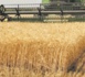 Les prévisions de production et de stocks de céréales revues à la hausse Les prévisions de production et de stocks de céréales revues à la hausse