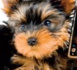 Un téléphone pour chiens