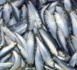 Saisine d'office pour ouvrir une procédure d'instruction afin d'examiner le fonctionnement concurrentiel du marché de l'approvisionnement en sardine