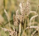 Le prix du quintal de blé importé flambe