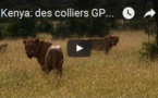 Kenya: des colliers GPS pour protéger les lions
