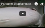 Partisans et adversaires de la chasse à la baleine s'affrontent en Slovénie