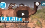 Inde, le précieux lait des dromadaires