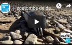 Hécatombe de dauphins sur le littoral atlantique : 2019, une année record ?