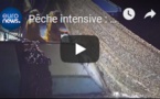 Pêche intensive : le massacre des dauphins continue