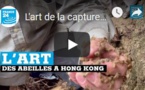 L'art de la capture des abeilles à Hong Kong