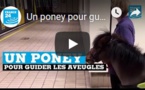 Un poney pour guider les aveugles au Royaume-Uni
