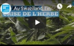 Au Swaziland, l'inquiétude des producteurs de cannabis