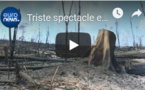 Triste spectacle en Amazonie après le passage des flammes