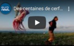 Des centaines de cerfs-volants dans le ciel maltais