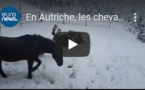 En Autriche, les chevaux profitent de la neige