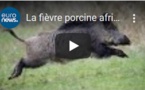 La fièvre porcine africaine, l'autre pandémie qui menace l'Europe