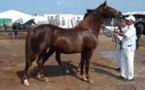 Equitation : Concours d’élevage du cheval arabe barbe
