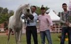 Championnat national "Modèle  et Allures" des chevaux pur-sang arabe