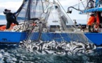 Port de Dakhla: Hausse de 46% des débarquements de pêche au premier trimestre 2024