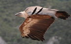 Protection de la faune sauvage : Un vautour sauvé et relâché dans un site naturel approprié à Jerada