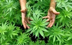 Cannabis licite au Maroc : Une dynamique soutenue pour le développement d’une filière prometteuse
