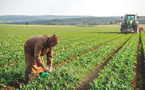 Agriculture : L'ADA lance un appel à projet d'Alliances Productives
