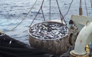Chasse, pêche, agriculture: des ennemies de la biodiversité pires que le réchauffement