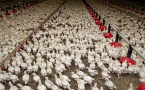 La région Fès-Meknès assure 35% de la production nationale des viandes de volailles