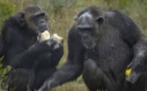 Les chimpanzés préfèrent coopérer qu'être en compétition