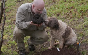 Insolite  : Grosse truffe
