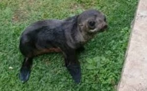 Insolite : Otarie égarée