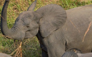 Déclin des éléphants des savanes