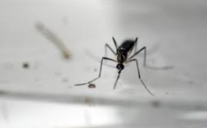 Les moustiques femelles peuvent transmettre le Zika à leurs progénitures