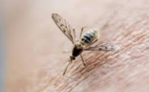 Deux vaccins expérimentaux anti-Zika efficaces chez des singes