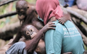 A l'école pour orangs-outans dans la jungle de Bornéo