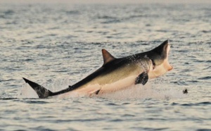 Prédateur devenu proie, le requin en danger