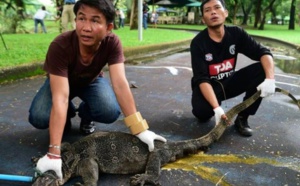 Insolite : Enormes lézards