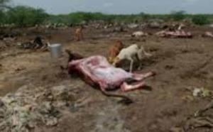 En Inde, les dalits se révoltent et les carcasses de vaches pourrissent