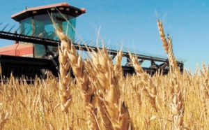 De bonnes récoltes mondiales de blé et de riz en perspective