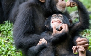 Des cellules reprogrammées utilisées pour régénérer le cœur de macaques