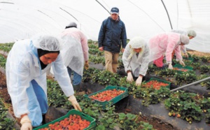 Hausse de 21% des exportations des fruits rouges durant la campagne agricole 2015-2016