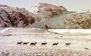 Déclin troublant des hardes de caribous au Canada